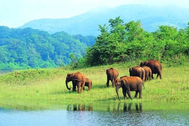 Thekkady Wildlife & Spice Tour – Into the Wild & Aromatic!
